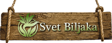 Svet Biljaka